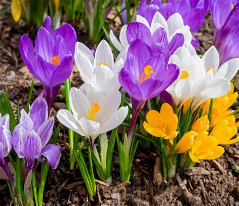 Krokus Erste Zarte Blütengrüße Im Frühjahr Gartenflora