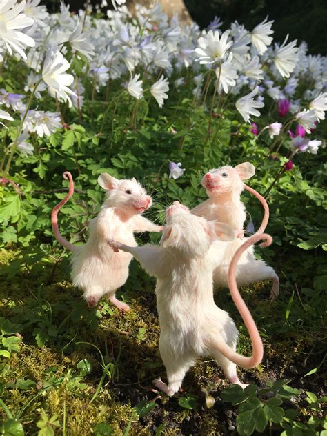 Fairy Mice By Ohstuffinell Cute Rats Cute Funny Animals Cute Animals
