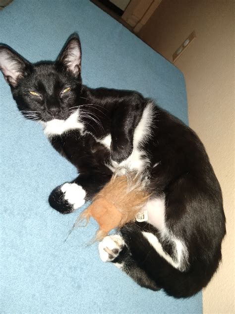 Our Little Fiv Rescued Tuxie Stevie Loves To Sleep With His Stuffed