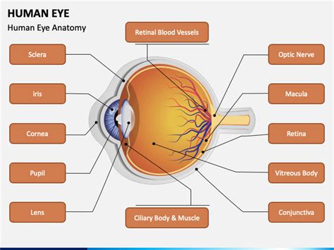 Anatomy Of Eyelid Ppt Free
