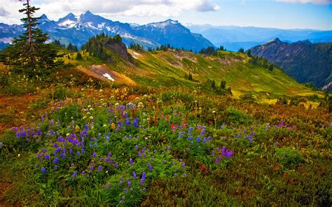 Nature Landscape Spring Flowers Mountain Peaks With Snow
