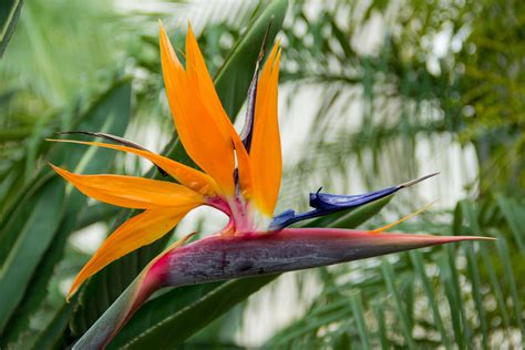 5 types of bird of paradise plants