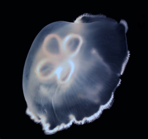 Jellyfish Are The Oceans Most Efficient Swimmers Heres How They Do
