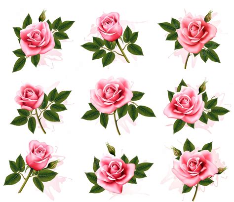 Premium Vector Set Of Beautiful Pink Roses Vector