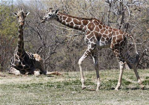How Giraffes Skinny Legs Support All That Weight