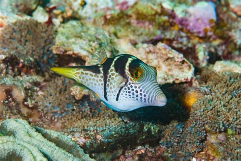 5 Different Types Of Pufferfish Found Worldwide Aquaviews