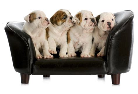 Litter Of Puppies Stock Image Image Of Pile Four Groomed 22000673