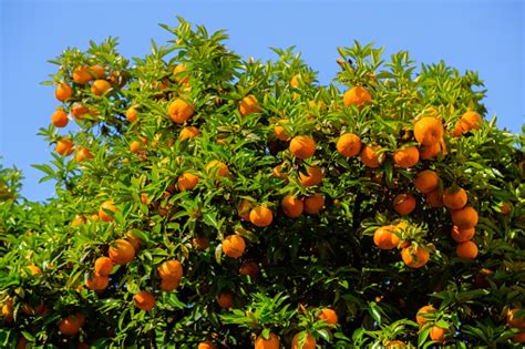 Ripe Oranges Stock Photo Download Image Now Istock