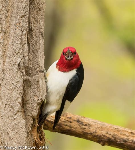 Photographing The Red Headed Woodpecker And Controlling Vivid Colors