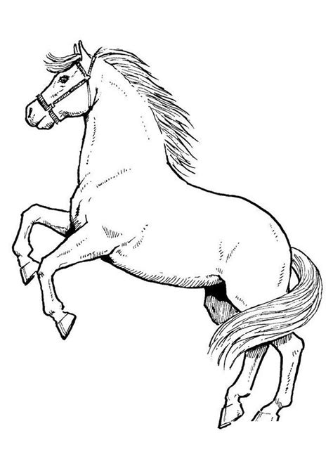 Aprender Sobre 41 Imagem Desenhos De Cavalos Para Copiar Br