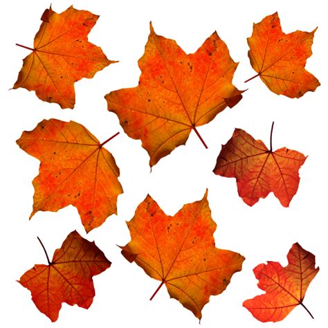 Fall Leaves Leaf Free Photo On Pixabay