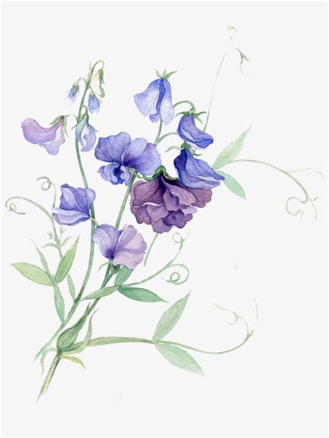 Paper Sweet Pea Watercolor Painting Flower Sweet Pea Flower