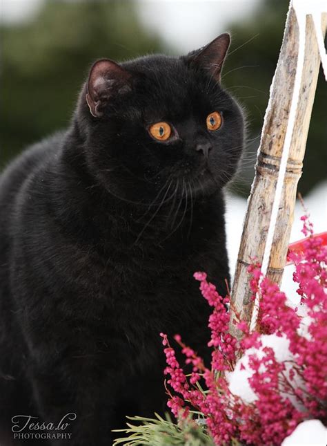 Black British Shorthair Catoh I Love This Cat The Eyes Are