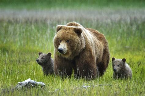 Brown Bear And Gray Cubs Grass Nature Alaska Bears Bear Grizzly