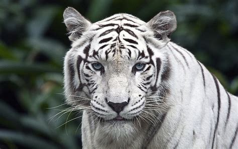 Animales ojos azules carnívoro cazador tigre blanco Fondo de