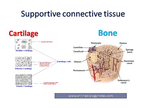 Anatomy And Physiology Bone Tissue