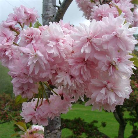 Double Flowering Weeping Cherry Tree Home Alqu