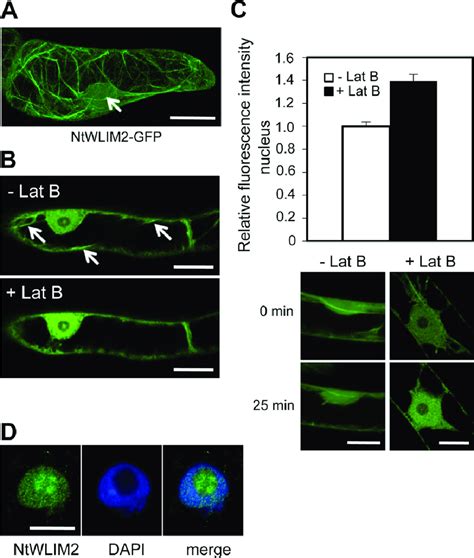 Ntwlim2 Subcellular Localization In By 2 Cells Download Scientific