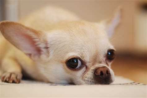 Chihuahua Carattere Allevamenti E Prezzo