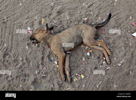 Cachorro Muerto Fotograf As E Im Genes De Alta Resoluci N Alamy