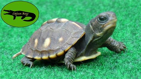 Cutest Turtle Ever