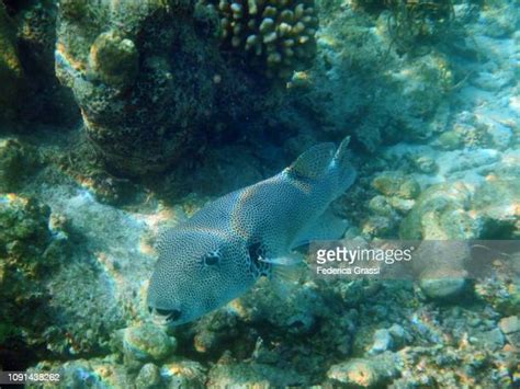 Map Puffer Fish Photos And Premium High Res Pictures Getty Images