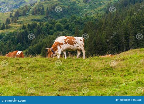 Cows Graze On A Green Meadow Of The Swiss Alps Stock Photo Image Of