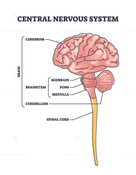 Central Nervous System Model Or Cns Brain Organ Structure Outline