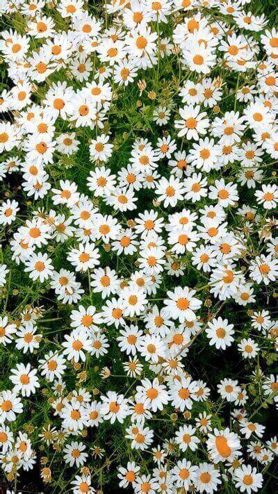 Poems About Daisy The Flower Of Purity