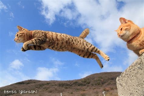 飛び猫写真展 広島・宮城・秋田で、ネコの ジャンプ姿 を捉えた作品展示andグッズ販売も ファッションプレス