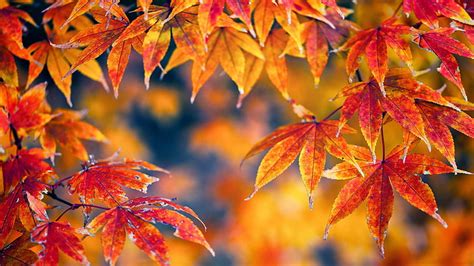 Hd Wallpaper Nature Maple Season Autumn Leaves November Leaf