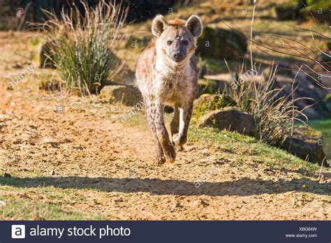 Hyena Running Stock Photos And Hyena Running Stock Images Alamy