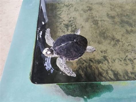 Turtle Hatchery Hikkaduwa 2019 All You Need To Know Before You Go