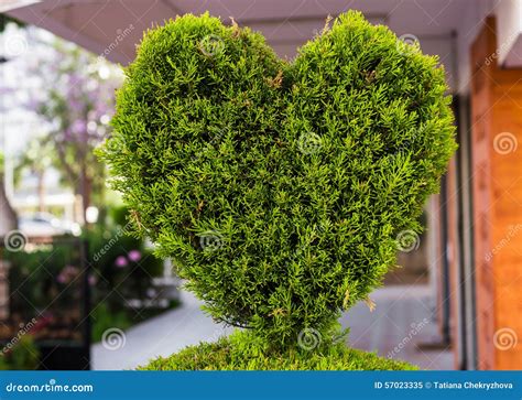 Bush In The Form Of Heart Stock Image Image Of Conceptual