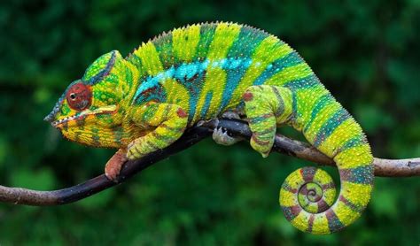 Top 20 Best Pet Lizards For Beginners Everything Reptiles