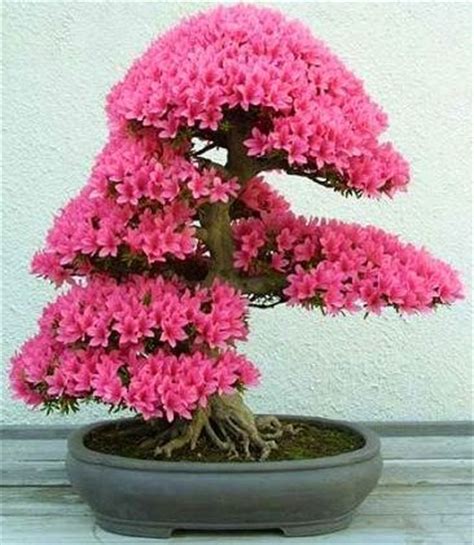 Over the last decade the tabibuea in an array of these flowers remind me of these epic sequences in the japanese anime cartoons where the hero is going to give his best. BONSAI TREE WITH PINK FLOWERS! | PLANTS AND TREES ...