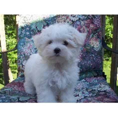The dogs we rescue come in all shapes, colors, sizes and ages. Woodland Maltese, Maltese Breeder in Princeton, Minnesota