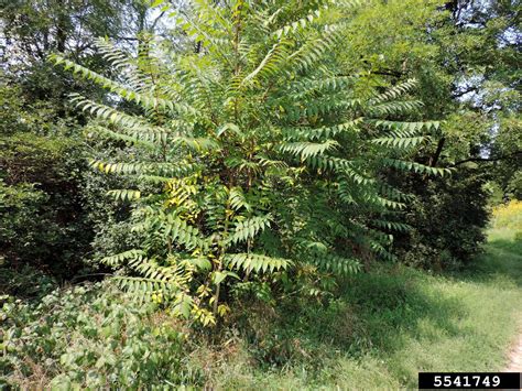 Tree Of Heaven Ailanthus Altissima