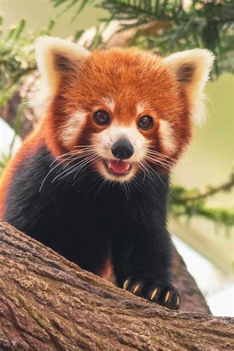 28 Fascinating Red Panda Facts The Homeschool Scientist