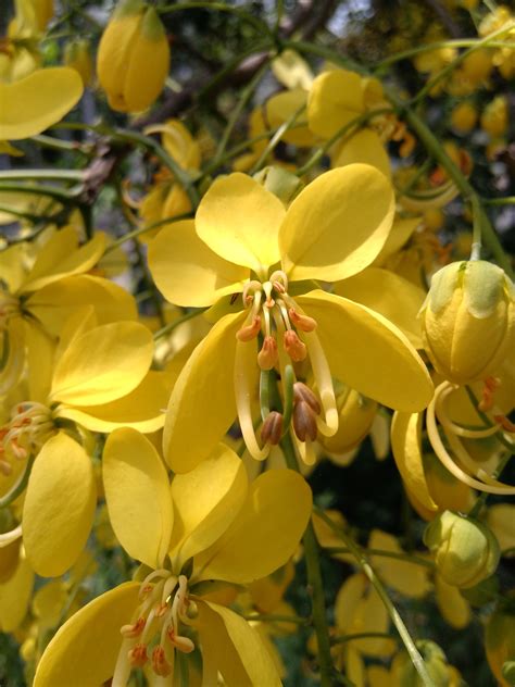 Cassia Fistula Or Amaltas Known As The Golden Shower Tree Planting Flowers Flowering Trees