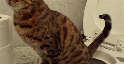 Jangan lupa bagikan informasi cara melatih kucing tidak bab buang air besar berak sembarangan di rumah ini ke sahabat. Bicara Mentari: CARA AJAR KUCING BUANG NAJIS DALAM TANDAS
