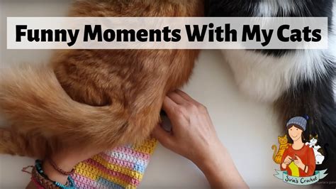 Funny Moments With My Cats Youtube