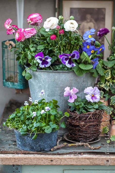 Pin By Nancy Thompson On Gardening Garden Containers Cottage Garden