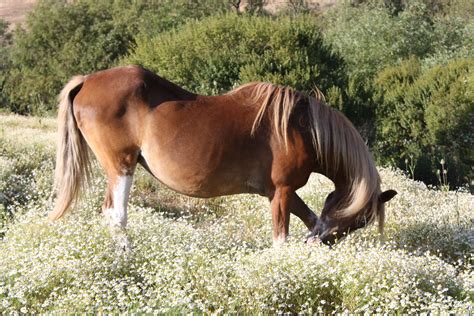 pin  janet ferraro  elegant horses pinterest