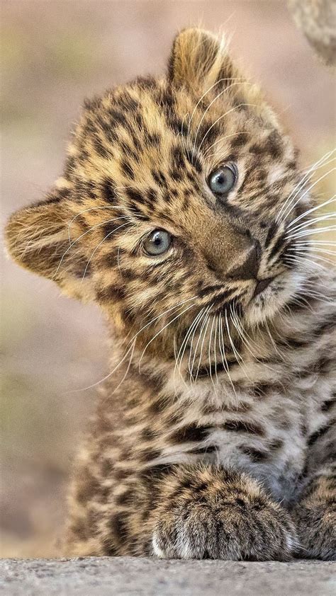 Cute Baby Animals Leopard Cub Sitting Leopard Cub Animal Wild