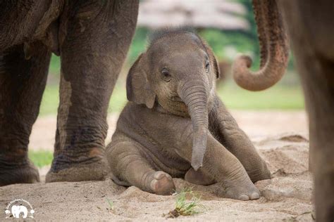 224 Adorable Baby Elephant Names For Your Little Jumbo Animal Hype