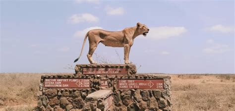 Nairobi National Park Fortune Tide Tours And Travel