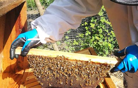 The Abcs Of Natural Beekeeping Many Beekeepers Are All About Mass