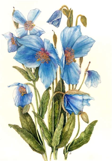 Vivien Burgess Society Of Botanical Artists