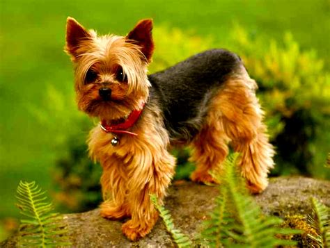 yorkshire terrier el mini toy  caracter de terrier razas de perros